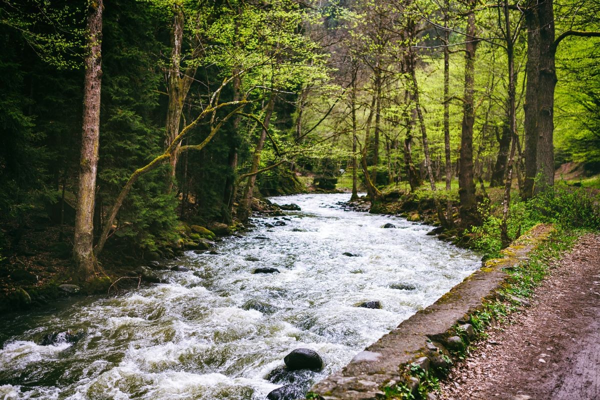 mountain stream in the Borjomi forest